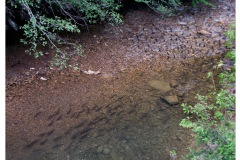 IMG_4209_resize